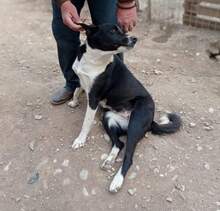 TOSCA, Hund, Mischlingshund in Griechenland - Bild 6
