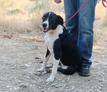 TOSCA, Hund, Mischlingshund in Griechenland - Bild 7
