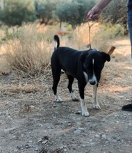 TOSCA, Hund, Mischlingshund in Griechenland - Bild 8