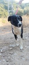 TOSCA, Hund, Mischlingshund in Griechenland - Bild 9
