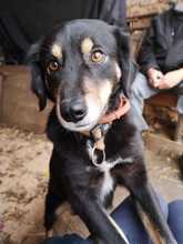 LILLY, Hund, Mischlingshund in Griechenland - Bild 1