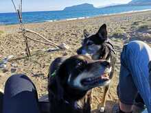 LILLY, Hund, Mischlingshund in Griechenland - Bild 3