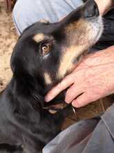 LILLY, Hund, Mischlingshund in Griechenland - Bild 4