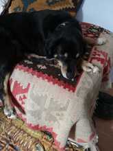 LILLY, Hund, Mischlingshund in Griechenland - Bild 6