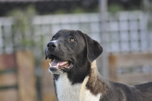 SNOOPY, Hund, Herdenschutzhund-Mix in Griechenland - Bild 7