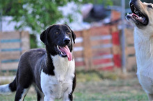 SNOOPY, Hund, Mischlingshund in Griechenland - Bild 10