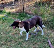 SNOOPY, Hund, Mischlingshund in Griechenland - Bild 16