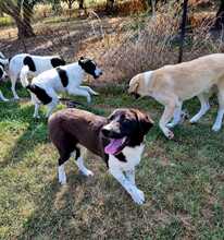 SNOOPY, Hund, Mischlingshund in Griechenland - Bild 3