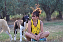 SNOOPY, Hund, Mischlingshund in Griechenland - Bild 4