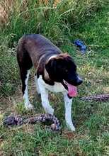 SNOOPY, Hund, Mischlingshund in Griechenland - Bild 9