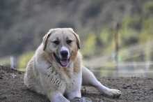 LENI, Hund, Herdenschutzhund-Mix in Griechenland - Bild 1
