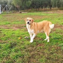 LENI, Hund, Herdenschutzhund-Mix in Griechenland - Bild 10