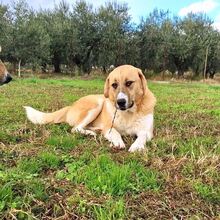 LENI, Hund, Herdenschutzhund-Mix in Griechenland - Bild 11