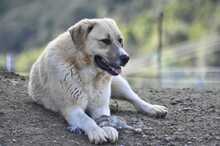 LENI, Hund, Herdenschutzhund-Mix in Griechenland - Bild 2