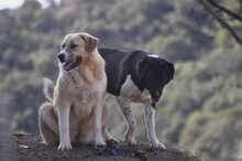 LENI, Hund, Herdenschutzhund-Mix in Griechenland - Bild 3