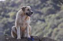 LENI, Hund, Herdenschutzhund-Mix in Griechenland - Bild 4