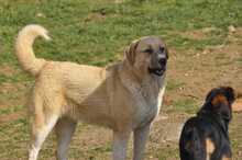 LENI, Hund, Herdenschutzhund-Mix in Griechenland - Bild 6