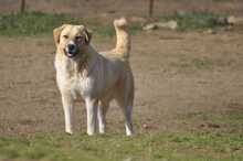 LENI, Hund, Herdenschutzhund-Mix in Griechenland - Bild 7