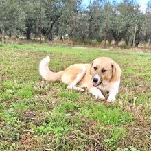 LENI, Hund, Mischlingshund in Griechenland - Bild 8