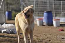 RUBY, Hund, Herdenschutzhund-Mix in Griechenland - Bild 1