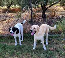 RUBY, Hund, Herdenschutzhund-Mix in Griechenland - Bild 10