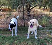 RUBY, Hund, Herdenschutzhund-Mix in Griechenland - Bild 11