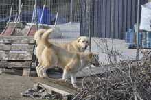 RUBY, Hund, Herdenschutzhund-Mix in Griechenland - Bild 2