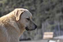 RUBY, Hund, Herdenschutzhund-Mix in Griechenland - Bild 3
