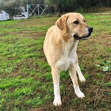 RUBY, Hund, Herdenschutzhund-Mix in Griechenland - Bild 8