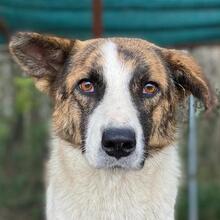 ORINI, Hund, Mischlingshund in Griechenland - Bild 1