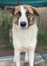 ORINI, Hund, Mischlingshund in Griechenland - Bild 10