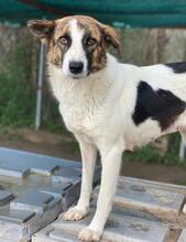 ORINI, Hund, Mischlingshund in Griechenland - Bild 13