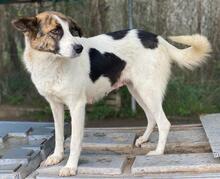 ORINI, Hund, Mischlingshund in Griechenland - Bild 14