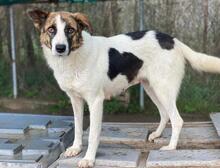 ORINI, Hund, Mischlingshund in Griechenland - Bild 15