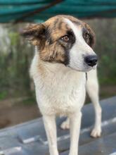 ORINI, Hund, Mischlingshund in Griechenland - Bild 6