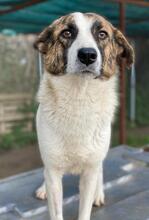 ORINI, Hund, Mischlingshund in Griechenland - Bild 9