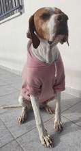 MOCCINA, Hund, Mischlingshund in Griechenland - Bild 16