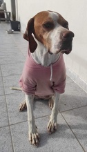 MOCCINA, Hund, Mischlingshund in Griechenland - Bild 17