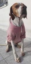 MOCCINA, Hund, Mischlingshund in Griechenland - Bild 6