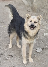 HELENA, Hund, Mischlingshund in Breisach - Bild 12
