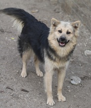HELENA, Hund, Mischlingshund in Breisach - Bild 14
