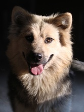 HELENA, Hund, Mischlingshund in Breisach - Bild 5