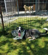 ARMANI, Hund, Mischlingshund in Rumänien - Bild 14