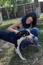 ARMANI, Hund, Mischlingshund in Rumänien - Bild 2