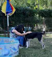 ARMANI, Hund, Mischlingshund in Rumänien - Bild 3