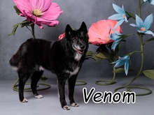VENOM, Hund, Mischlingshund in Slowakische Republik - Bild 1
