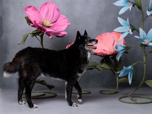 VENOM, Hund, Mischlingshund in Slowakische Republik - Bild 3