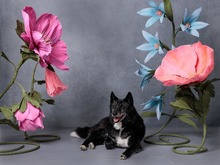 VENOM, Hund, Mischlingshund in Slowakische Republik - Bild 4