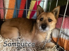 SAMBUCCA, Hund, Mischlingshund in Slowakische Republik - Bild 1