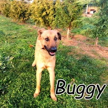 BUGGY, Hund, Mischlingshund in Portugal - Bild 1